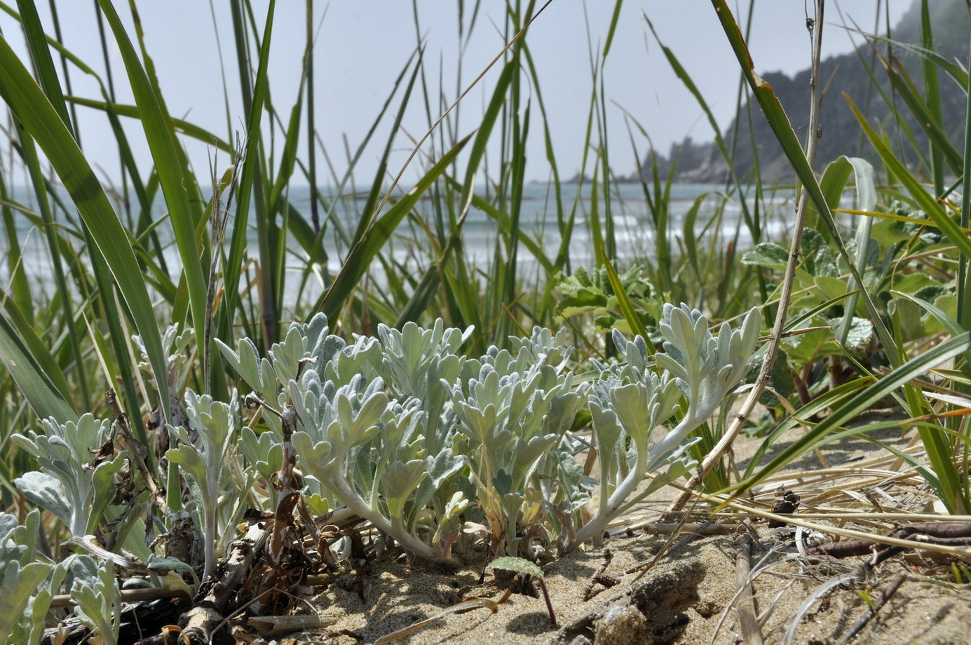 Image of Artemisia stelleriana specimen.