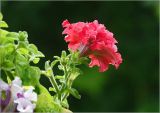 Petunia × hybrida