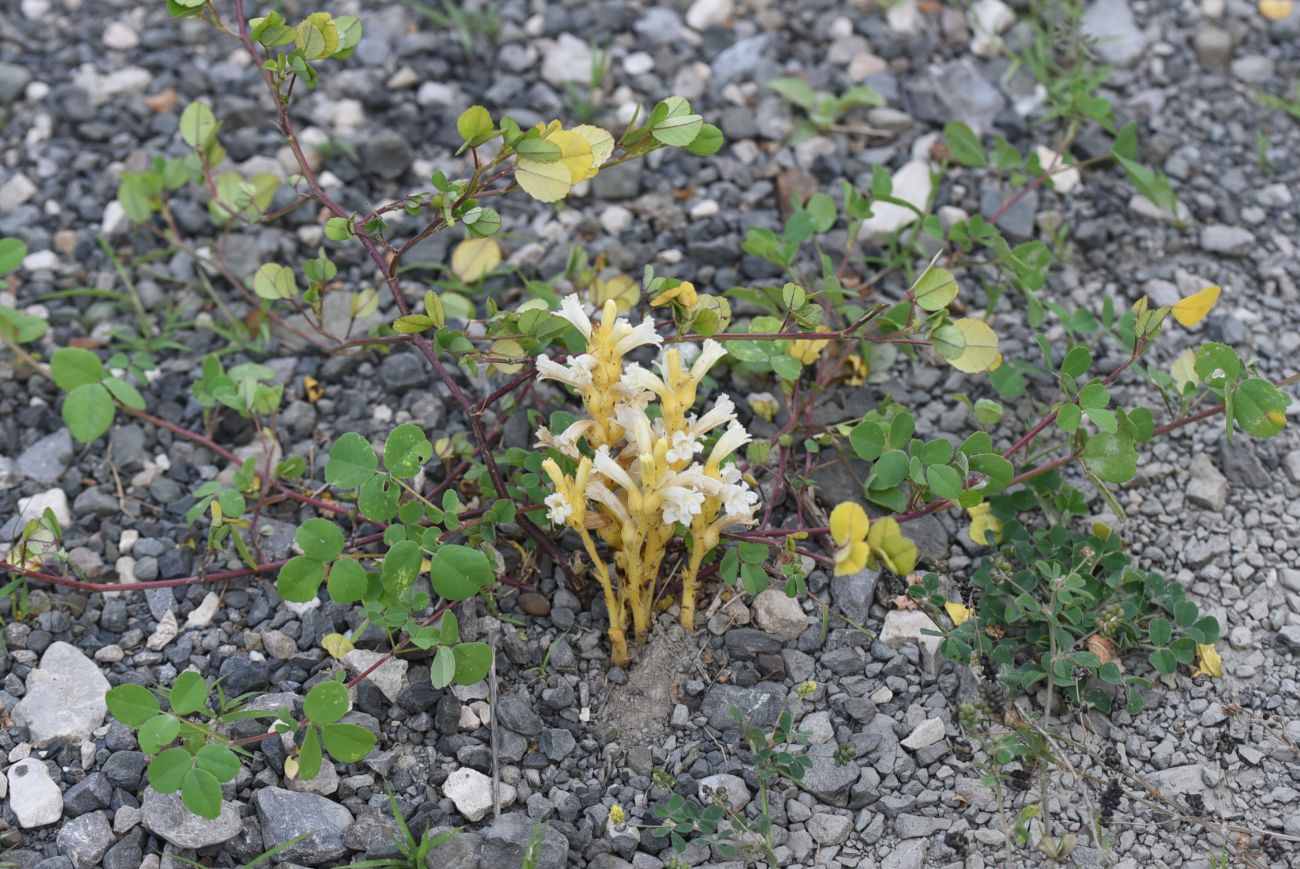 Image of genus Phelipanche specimen.