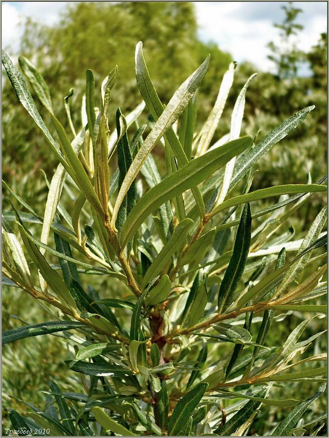 Image of Hippophae rhamnoides specimen.