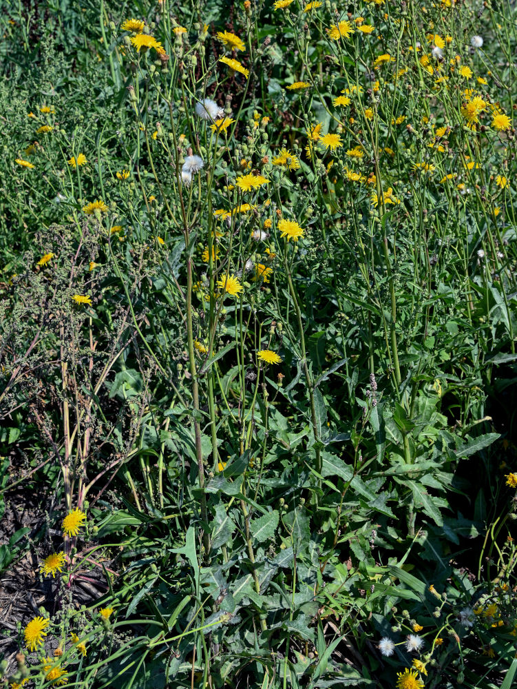 Изображение особи Sonchus arvensis.