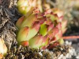 Sempervivum caucasicum. Листья. Карачаево-Черкесия, Урупский р-н, хр. Загедан, Загеданские озёра, ≈ 2600 м н.у.м., морена, альпийский луг, на скале. 08.08.2023.