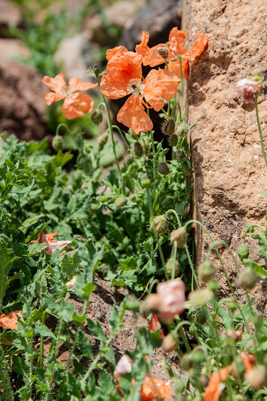 Image of Papaver armeniacum specimen.
