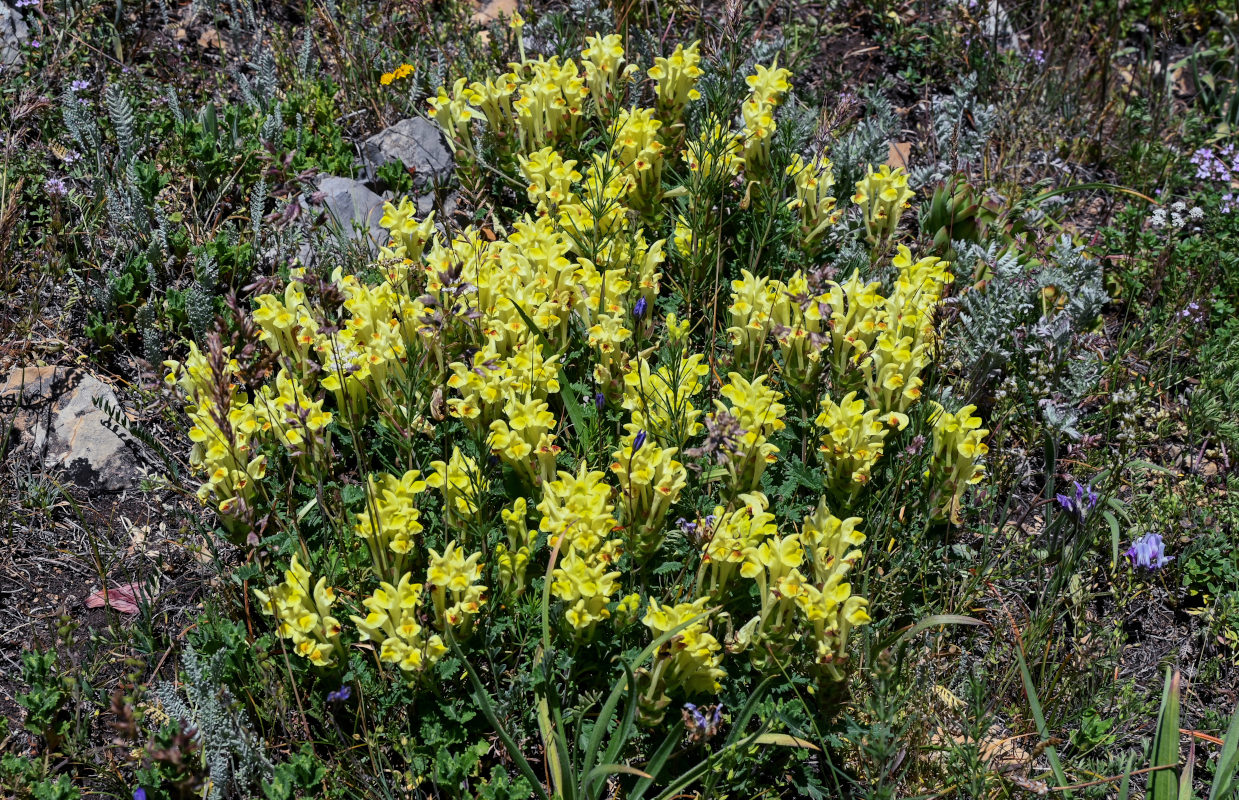 Изображение особи Scutellaria sosnovskyi.