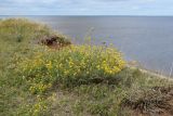 Medicago falcata