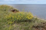 Medicago falcata