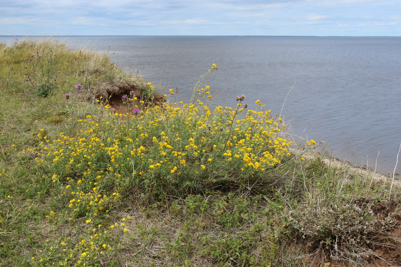 Image of Medicago falcata specimen.