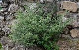 Zygophyllum fabago. Цветущее растение. Грузия, Мцхета-Мтианети, монастырь Джвари, на каменной стене. 10.06.2023.