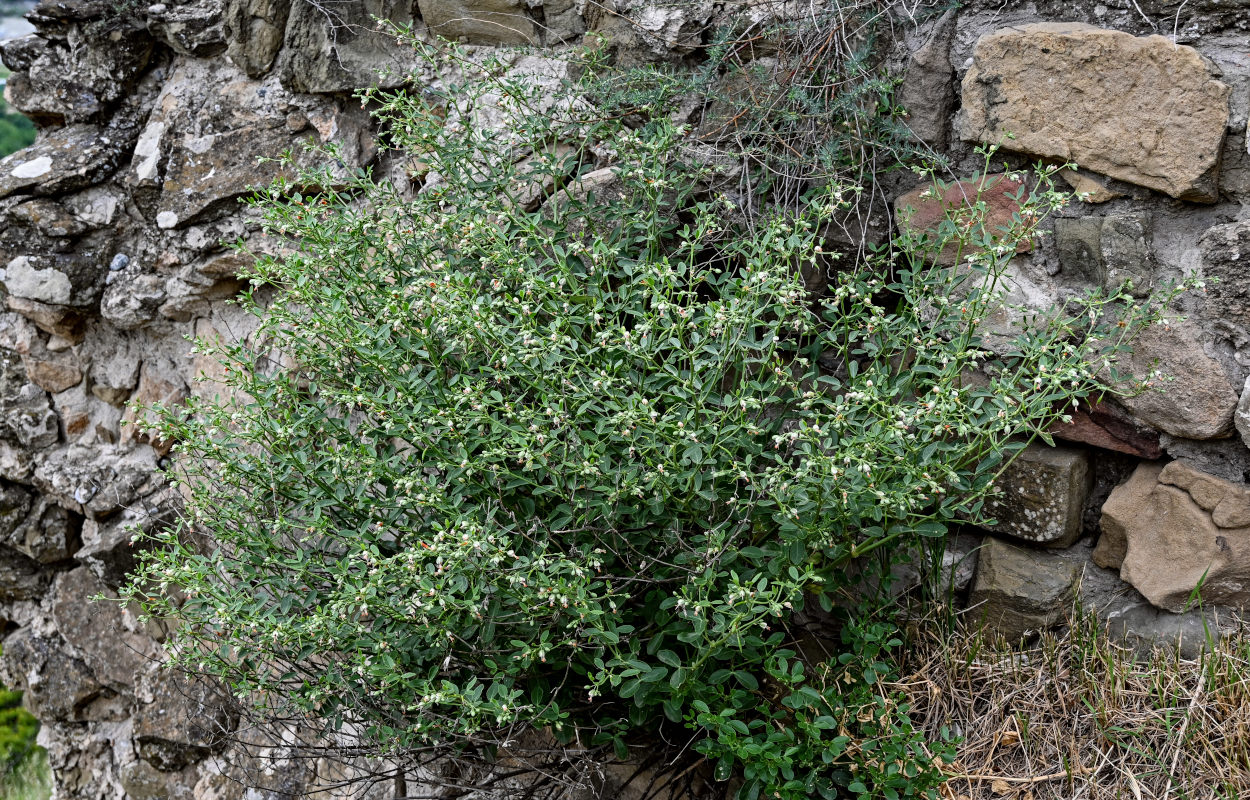 Image of Zygophyllum fabago specimen.