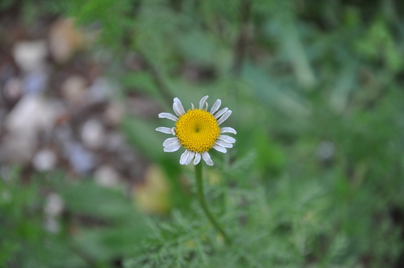 Image of Anthemis altissima specimen.