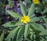 Anemone ranunculoides. Верхушка цветущего растения с аномальным цветком. Ростовская обл., окр. г. Донецк, правый берег р. Северский Донец, дубово-вязовый лес. 09.04.2024.