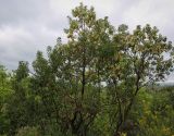 Arbutus andrachne. Крона цветущего дерева. Абхазия, Гудаутский р-н, Мюссерский лесной массив, широколиственный лес. 12.04.2024.