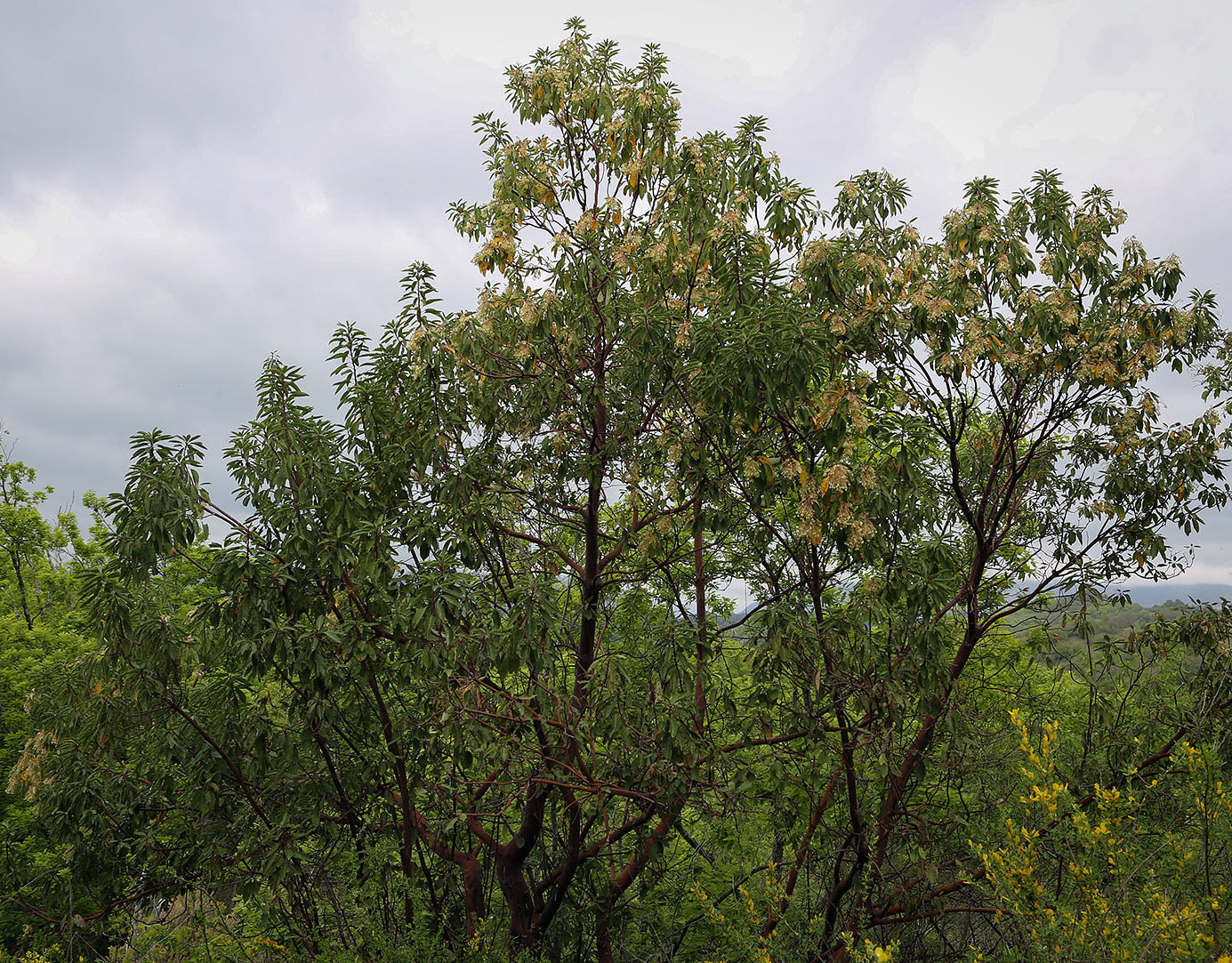 Image of Arbutus andrachne specimen.