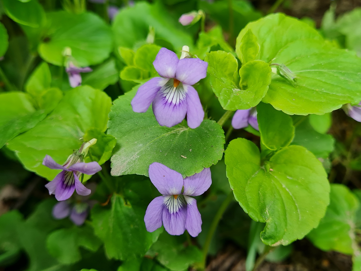 Image of Viola kusanoana specimen.