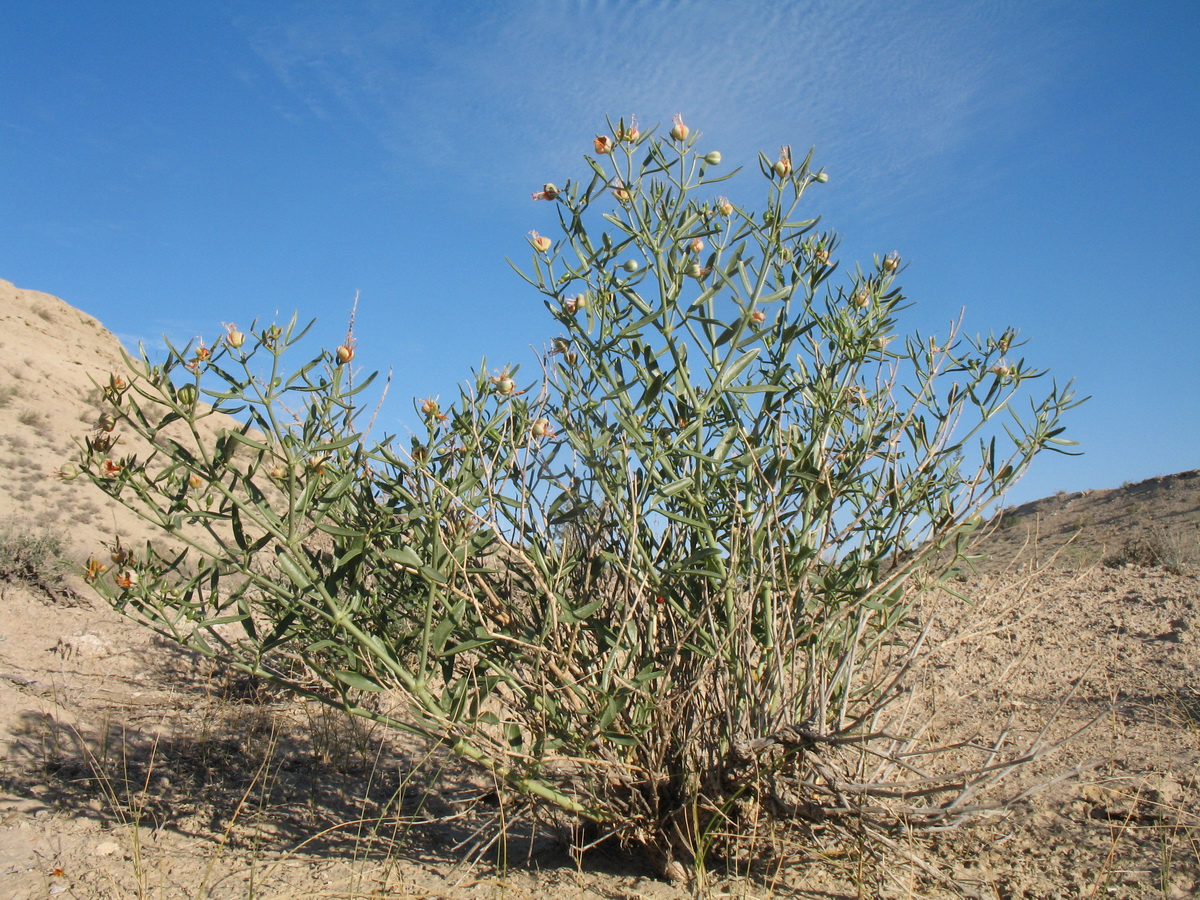 Image of Zygophyllum ovigerum specimen.