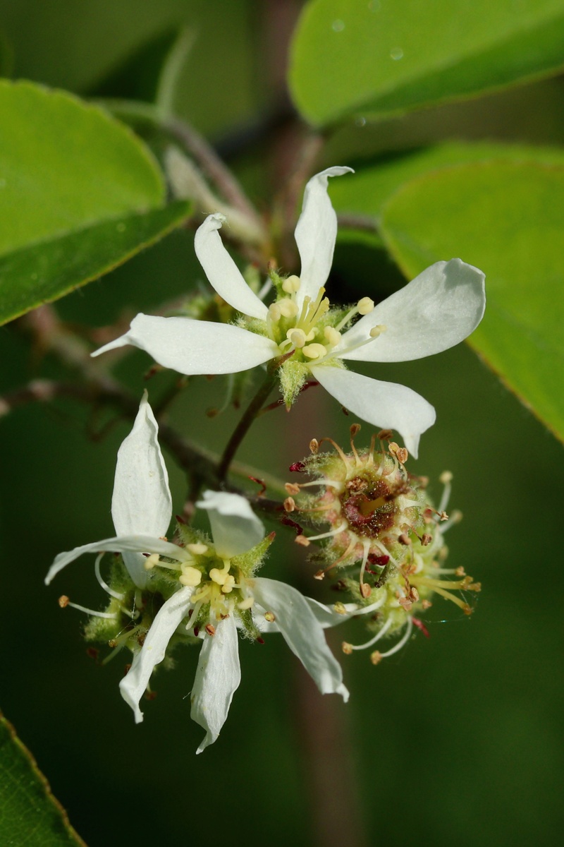 Image of Amelanchier canadensis specimen.