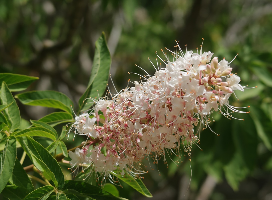 Изображение особи Aesculus californica.
