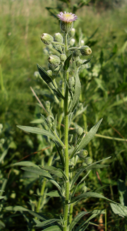 Image of Erigeron acris specimen.