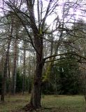 genus Tilia