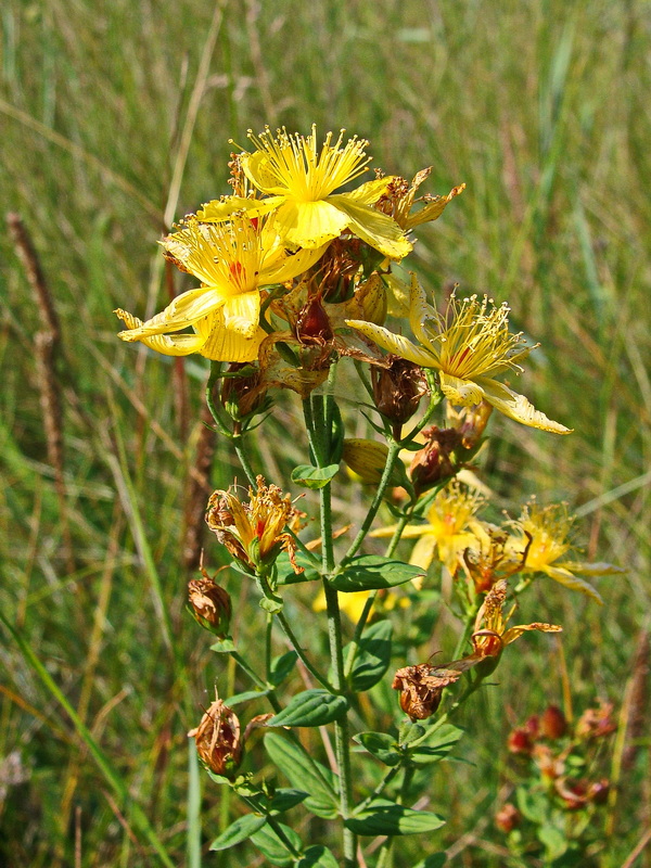 Image of Hypericum attenuatum specimen.