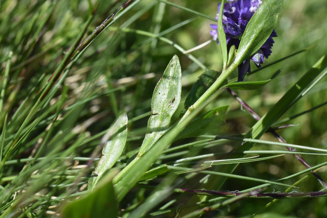 Изображение особи Polygala alpicola.