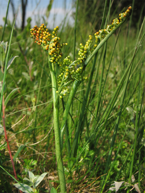 Изображение особи Botrychium lunaria.