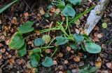Calla palustris
