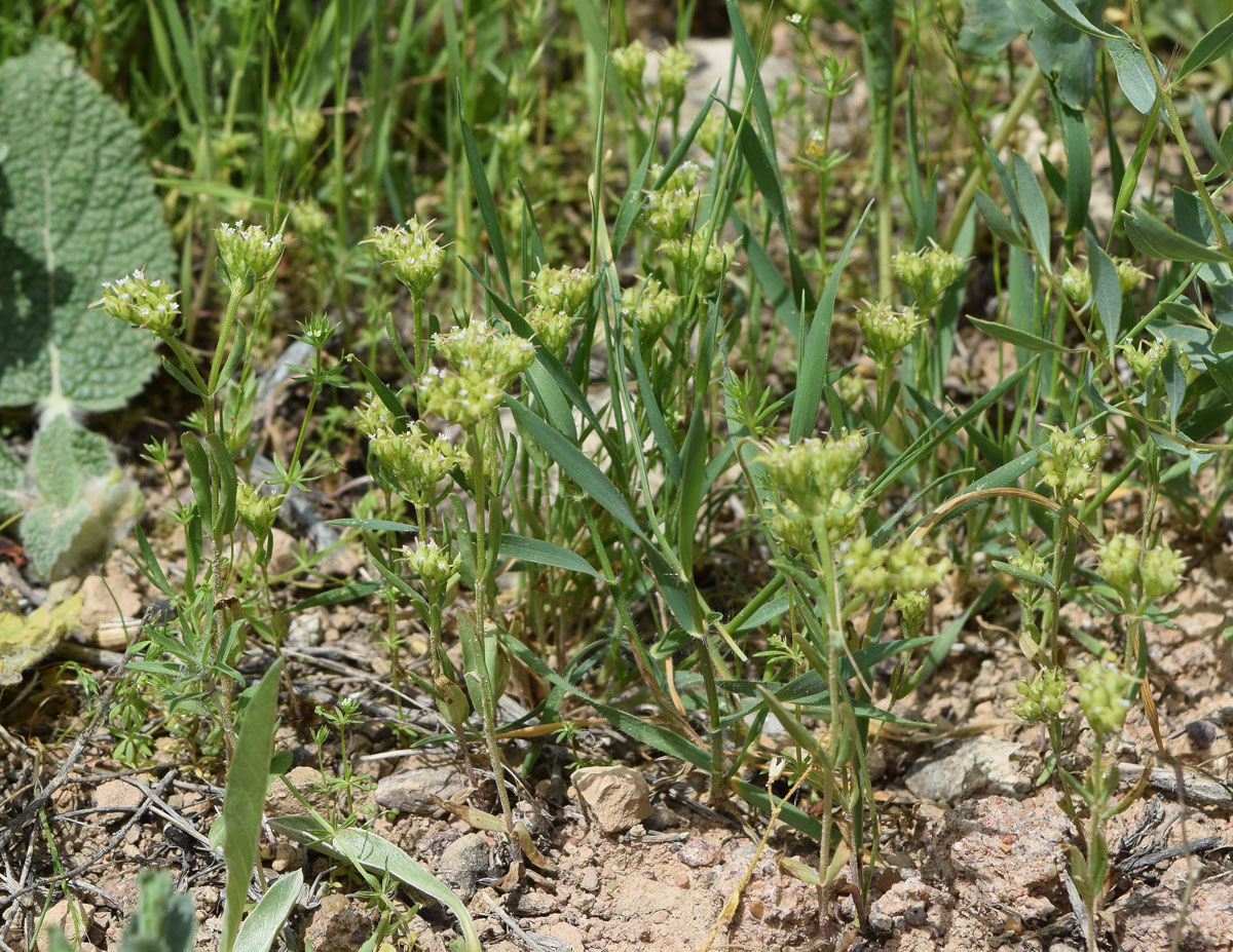 Изображение особи Valerianella szovitsiana.