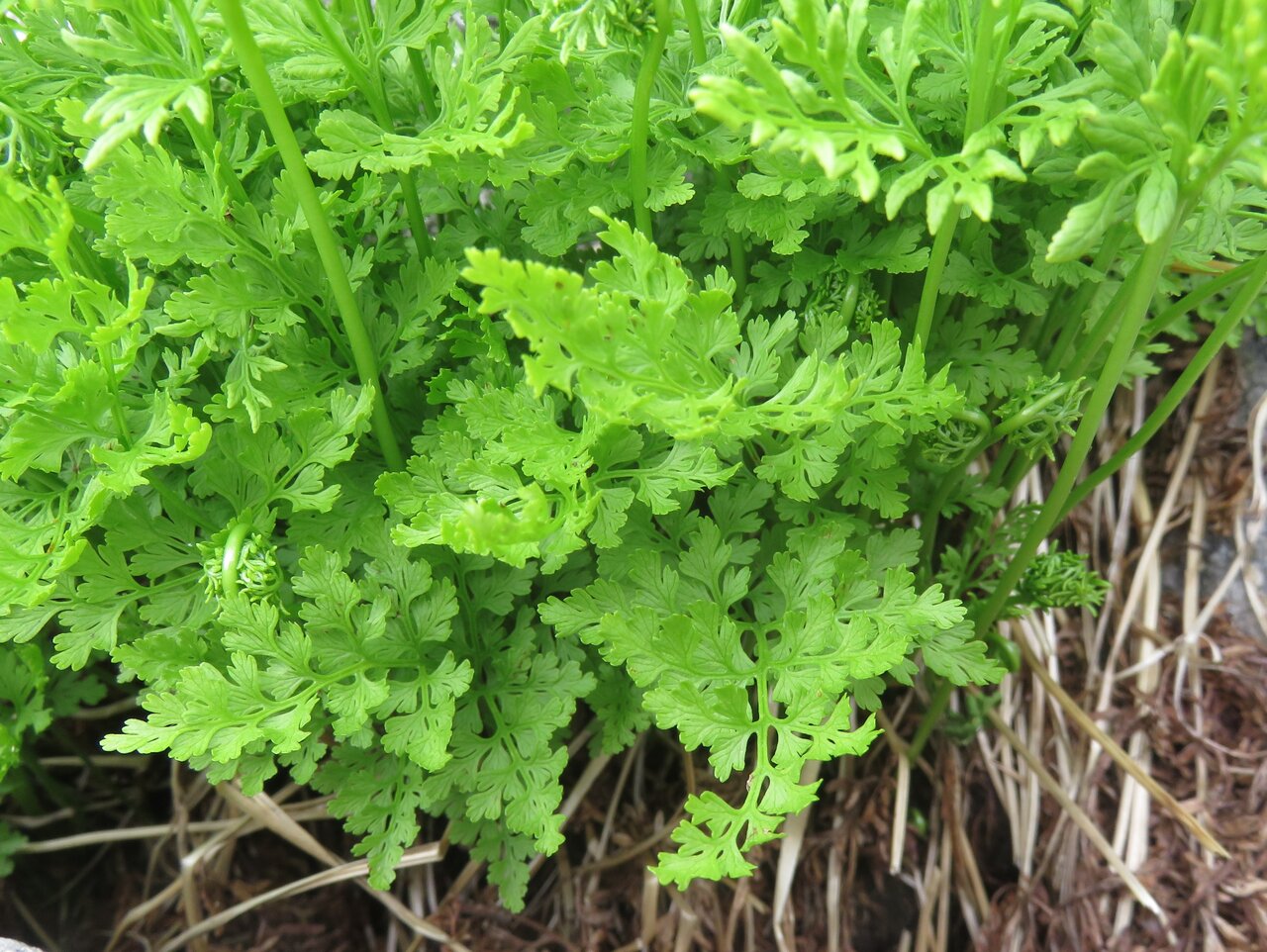 Image of Cryptogramma crispa specimen.