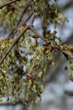 Ulmus laevis