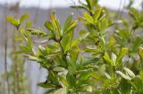 Berberis amurensis. Веточки с распускающимися соцветиями. Приморский край, Шкотовский р-н, окр. пос. Подъяпольск, вершина сопки, скала. 03.05.2025.
