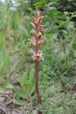 Orobanche lutea