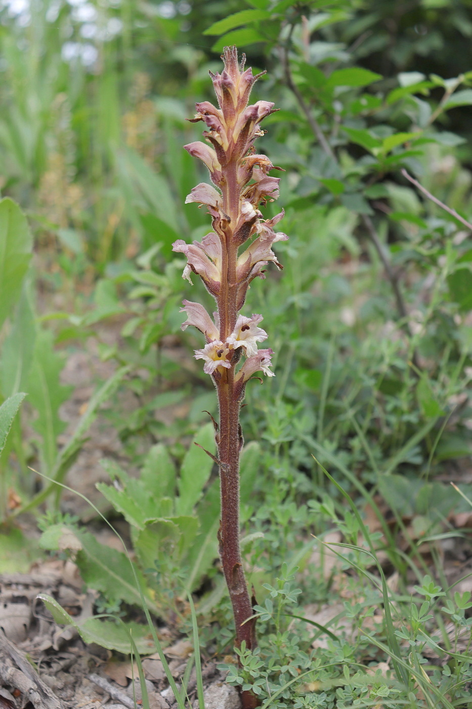 Image of Orobanche lutea specimen.