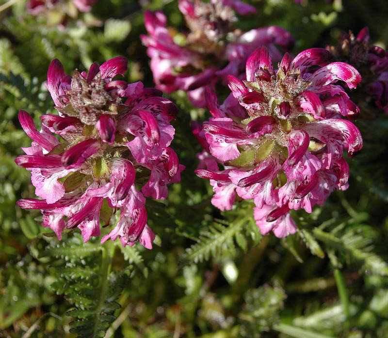 Изображение особи Pedicularis albolabiata.