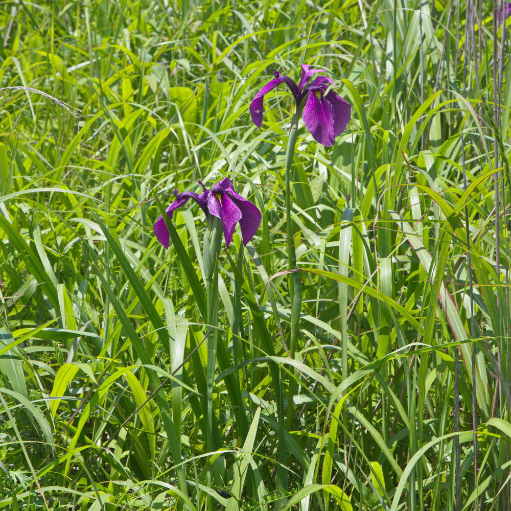 Изображение особи Iris ensata.