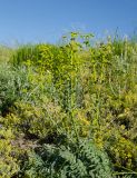 Euphorbia esula