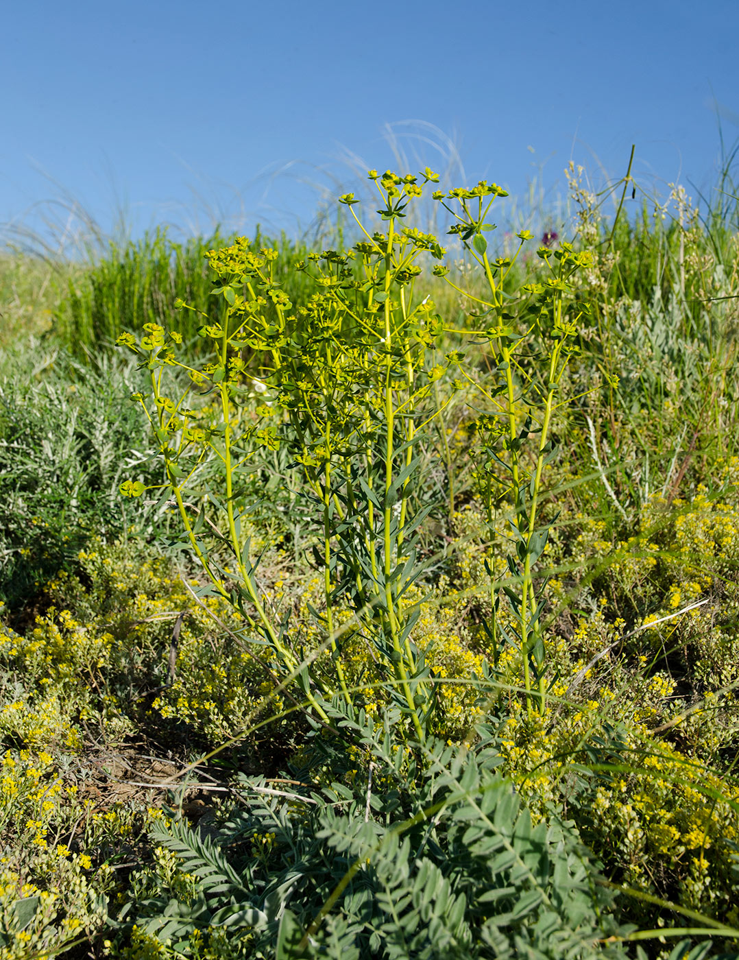 Image of Euphorbia esula specimen.