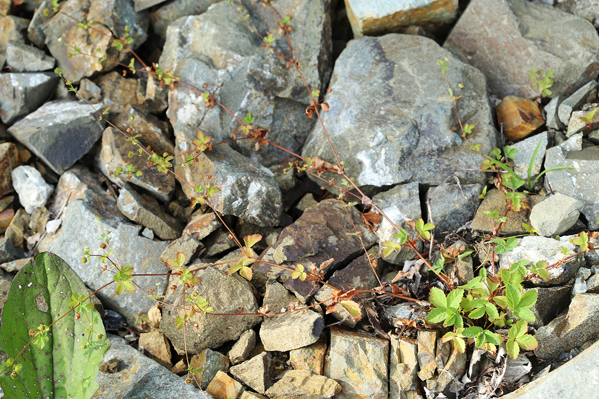 Image of Potentilla centigrana specimen.