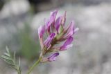 Astragalus brachylobus