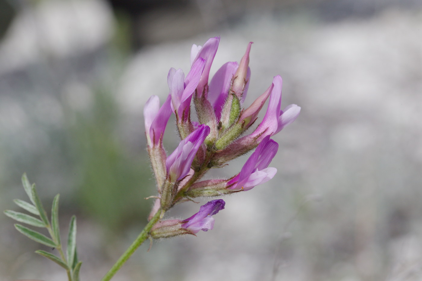 Image of Astragalus brachylobus specimen.