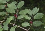 Lonicera xylosteum