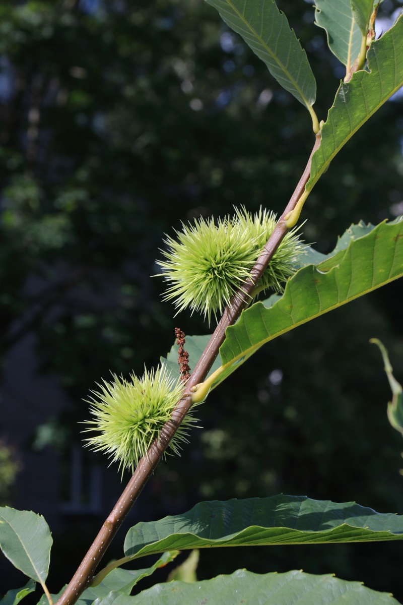 Image of Castanea sativa specimen.