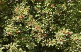 Crataegus turkestanica. Часть кроны плодоносящего дерева. Узбекистан, г. Ташкент, Ботанический сад им. Ф.Н. Русанова, в культуре. 03.09.2025.