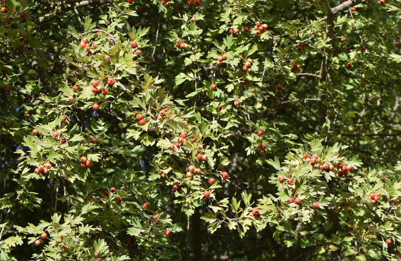 Изображение особи Crataegus turkestanica.