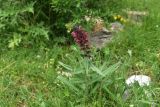 Echium russicum. Цветущее растение. Кабардино-Балкария, Эльбрусский р-н, дол. р. Адылсу, 1 км ниже альплагеря \"Джантуган\", луг. 17 июня 2025 г.