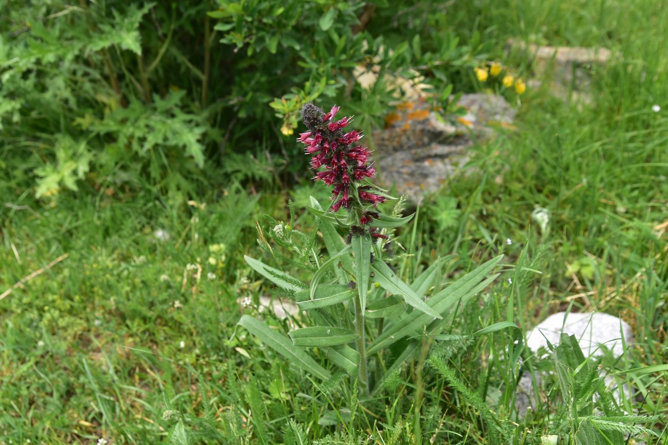Image of Echium russicum specimen.