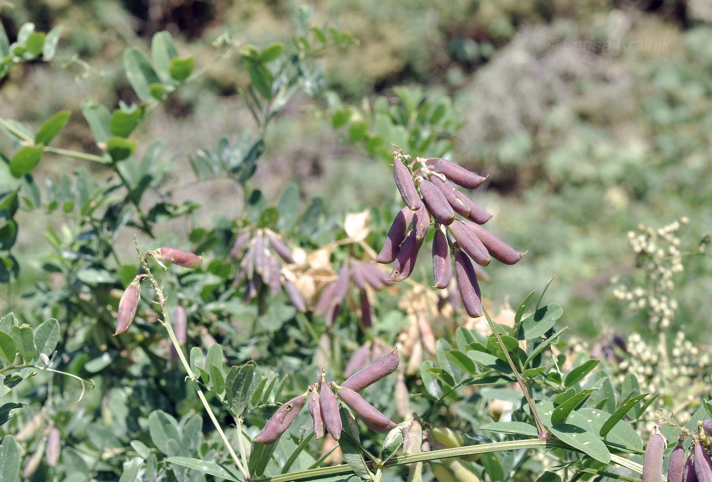 Image of genus Vicia specimen.