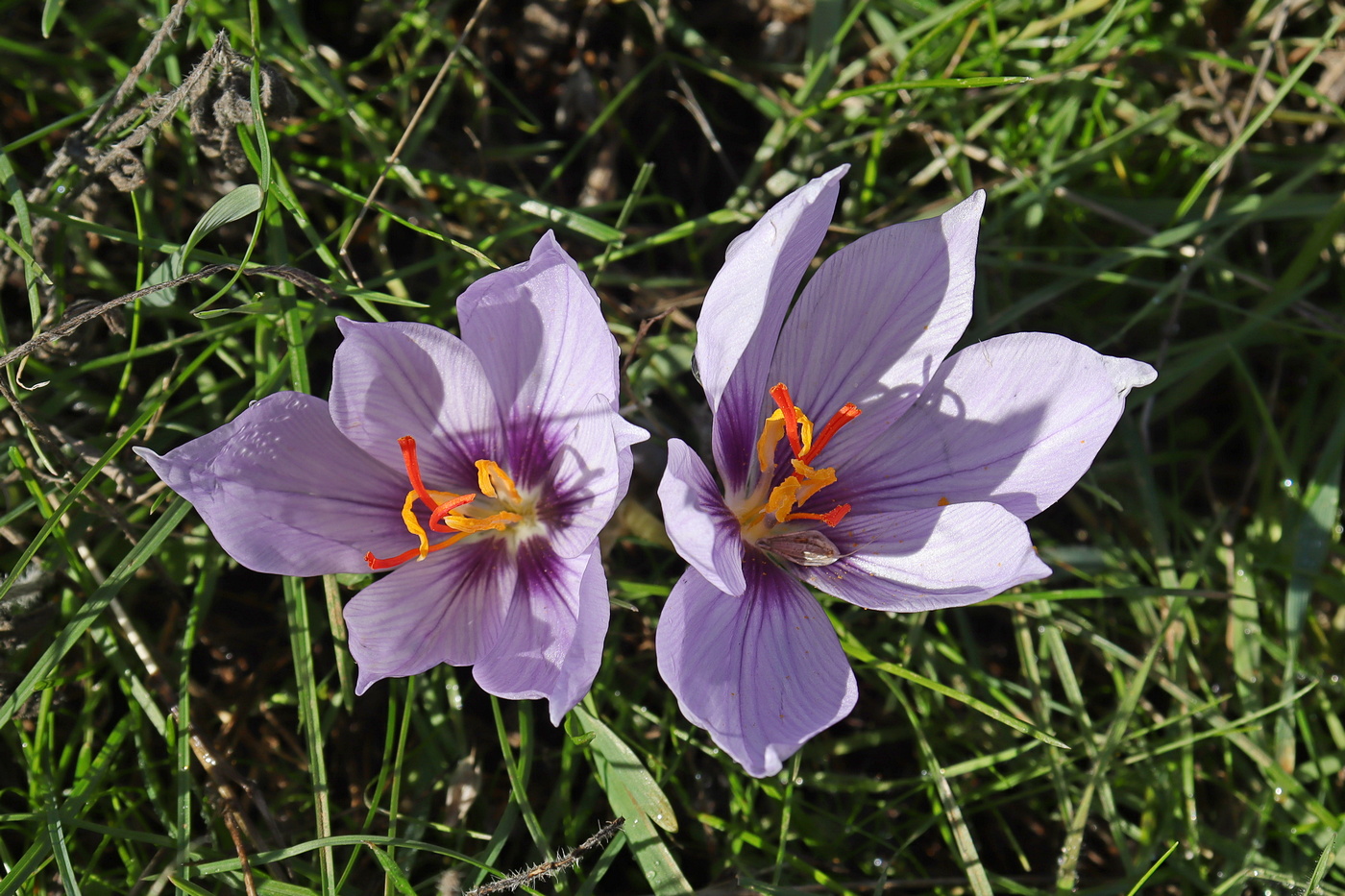 Image of Crocus pallasii specimen.
