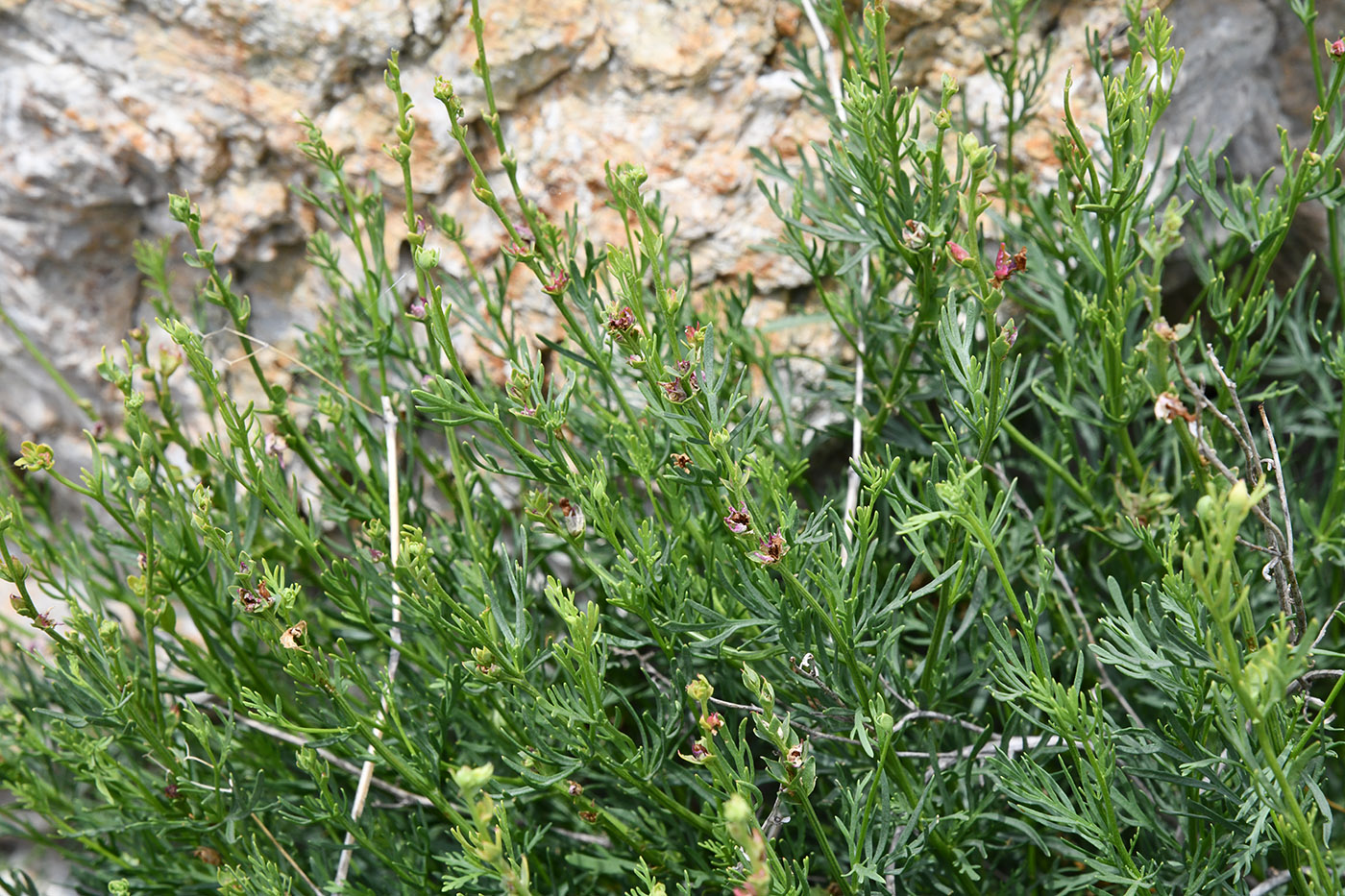 Image of Niedzwedzkia semiretschenskia specimen.