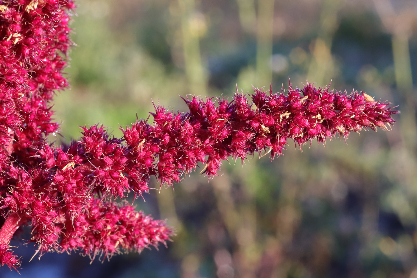 Image of Amaranthus hypochondriacus specimen.